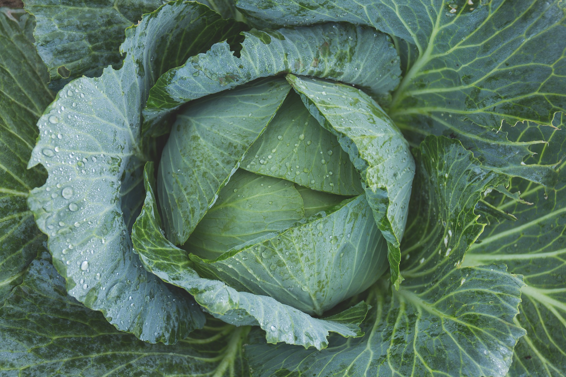 Grünkohl – Das Power-Gemüse!